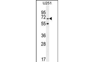Western blot analysis in U251 cell line lysates (35ug/lane). (TNIP1 anticorps  (C-Term))