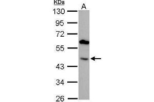 WB Image BMP4 antibody detects BMP4 protein by Western blot analysis. (BMP4 anticorps)