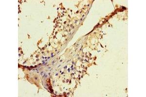Immunohistochemistry of paraffin-embedded human testis tissue using ABIN7168083 at dilution of 1:100