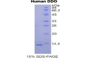 SDS-PAGE analysis of Human D-Aspartate Oxidase Protein. (DDO Protéine)