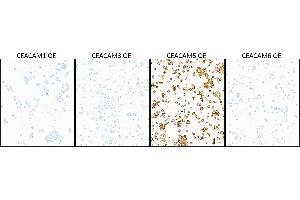 Immunocytochemistry (ICC) image for anti-Carcinoembryonic Antigen-Related Cell Adhesion Molecule 5 (CEACAM5) (AA 35-685) antibody (ABIN7453964)