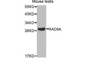 Western blot analysis of extracts of mouse testis, using RAD9A antibody. (RAD9A anticorps  (AA 162-391))