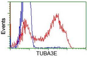 HEK293T cells transfected with either RC209279 overexpress plasmid (Red) or empty vector control plasmid (Blue) were immunostained by anti-TUBA3E antibody (ABIN2453755), and then analyzed by flow cytometry. (TUBA3E anticorps)