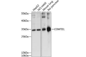 Western blot analysis of extracts of various cell lines, using COMTD1 antibody (ABIN7266132) at 1:1000 dilution. (COMTD1 anticorps  (AA 33-262))