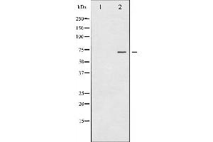 Western blot analysis of SHP-2 phosphorylation expression in A431 whole cell lysates,The lane on the left is treated with the antigen-specific peptide.