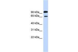 Image no. 1 for anti-Like-Glycosyltransferase (LARGE) (AA 683-732) antibody (ABIN6743423) (LARGE anticorps  (AA 683-732))