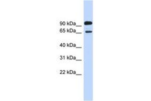 LARGE anticorps  (AA 683-732)