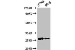 Western Blot Positive WB detected in Recombinant protein All lanes: MALD3 antibody at 3. (MARVELD3 anticorps  (AA 25-115))