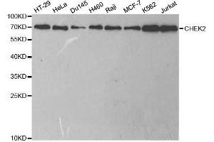 Western blot analysis of extracts of various cell lines, using CHEK2 antibody. (CHEK2 anticorps  (AA 1-220))