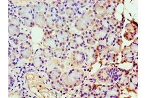 Immunohistochemistry of paraffin-embedded human pancreatic tissue using ABIN7149383 at dilution of 1:100