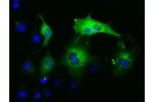 Anti-PAICS mouse monoclonal antibody (ABIN2453416) immunofluorescent staining of COS7 cells transiently transfected by pCMV6-ENTRY PAICS (RC215225). (PAICS anticorps)