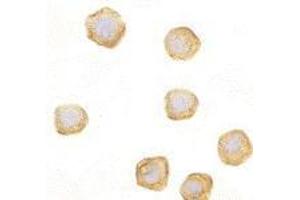 anti-Caspase Recruitment Domain Family, Member 10 (CARD10) antibody