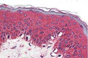 Anti-NR1D2 antibody  ABIN1049134 IHC staining of human skin.