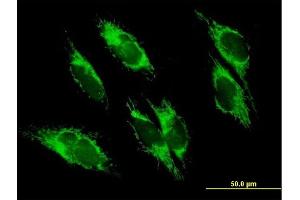 Immunofluorescence of purified MaxPab antibody to UQCRC1 on HepG2 cell.