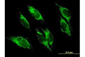 Immunofluorescence of purified MaxPab antibody to UQCRC1 on HepG2 cell. (UQCRC1 anticorps  (AA 1-480))