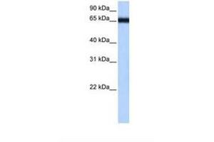Image no. 1 for anti-Zinc Finger Protein 14 Homolog (ZFP14) (AA 179-228) antibody (ABIN6738766) (ZFP14 anticorps  (AA 179-228))