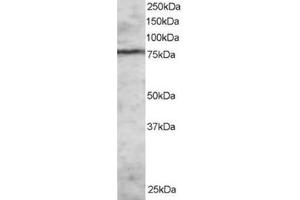 Image no. 1 for anti-Enhancer of Zeste Homolog 1 (EZH1) (N-Term) antibody (ABIN374284) (EZH1 anticorps  (N-Term))
