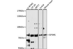 Western blot analysis of extracts of various cell lines, using GPSM1 antibody (ABIN6132134, ABIN6141363, ABIN6141364 and ABIN6224758) at 1:3000 dilution. (GPSM1 anticorps  (AA 158-457))