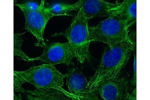 Immunocytochemistry (ICC) image for anti-alpha Tubulin (TUBA1) (AA 419-435) antibody (ABIN1742547)