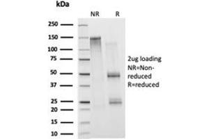 SDS-PAGE Analysis Purified Histone H1 Mouse Monoclonal Antibody (1415-1). (Histone H1 anticorps)
