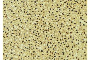 ABIN6276741 at 1/100 staining Mouse liver tissue by IHC-P. (NR1I2 anticorps  (C-Term))