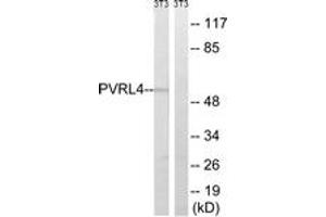 Western blot analysis of extracts from NIH-3T3 cells, using PVRL4 Antibody. (PVRL4 anticorps  (AA 312-361))