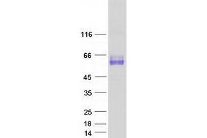 Validation with Western Blot (SYT1 Protein (Transcript Variant 3) (Myc-DYKDDDDK Tag))
