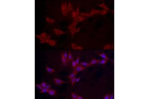 Immunofluorescence analysis of NIH/3T3 cells using LEP Rabbit pAb (ABIN1513150, ABIN3021883, ABIN3021885 and ABIN6216821) at dilution of 1:100 (40x lens).