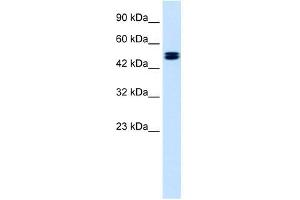 CLCN6 antibody used at 1. (CLCN6 anticorps  (C-Term))