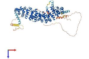 AlphaFold protein structure predicition of Human Recombinant JUP Protein, UniprotID P14923