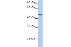 WB Suggested Anti-NXF3 Antibody Titration:  0. (NXF3 anticorps  (N-Term))