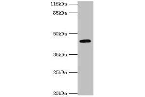 Western blot All lanes: USP12 antibody at 2 μg/mL + Mouse liver tissue Secondary Goat polyclonal to rabbit IgG at 1/10000 dilution Predicted band size: 43 kDa Observed band size: 43 kDa (USP12 anticorps  (C-Term))