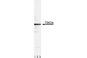Western blot analysis of Syk. (SYK anticorps  (AA 314-339))
