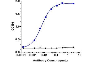 Immobilized human NRP1 His at 2 μg/mL can bind Anti-NRP1 / VEGF165R / CD304 Reference Antibody (vesencumab), EC50=0.