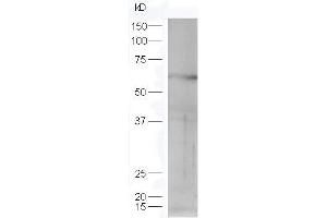 Lane 1: mouse lung probed with Rabbit Anti-STK40 Polyclonal Antibody, Unconjugated (ABIN872896) at 1:300 overnight at 4 °C. (STK40 anticorps  (AA 231-330))