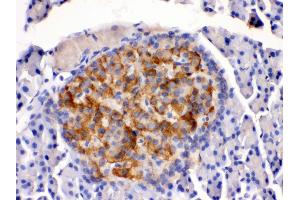 Anti- HSD11B2 antibody, IHC(P) IHC(P): Rat Pancreas Tissue