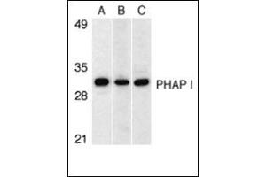 Western blot analysis of PHAP I expression in human Raji cell (A), mouse (B) and rat (C) testis tissue llysates with this product at 1 μg/ml. (PHAP1 anticorps  (C-Term))