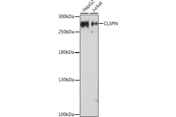 Claspin 抗体  (AA 650-750)