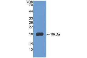 Detection of Recombinant COL3a1, Mouse using Polyclonal Antibody to Collagen Type III Alpha 1 (COL3a1) (COL3A1 anticorps  (AA 1224-1371))