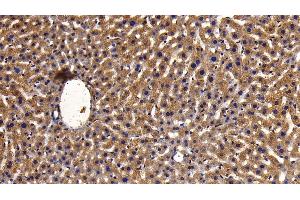 Detection of MAP2K6 in Mouse Liver Tissue using Polyclonal Antibody to Mitogen Activated Protein Kinase Kinase 6 (MAP2K6)