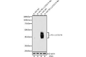 Western blot analysis of extracts from wild type (WT) and PD-L1/CD274 knockout (KO) A-549,A-549+IFNG cells, using PD-L1/CD274 antibody (ABIN7266178) at 1:1000 dilution. (PD-L1 anticorps)