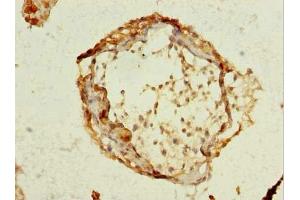 Immunohistochemistry of paraffin-embedded human testis tissue using ABIN7168636 at dilution of 1:100