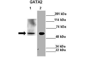 Lanes : Lane 1: 30ug mouse liver lysateLane 2: 30ug mouse N2a cell lysate  Primary Antibody Dilution :  1:500   Secondary Antibody : Anti-rabbit-HRP  Secondary Antibody Dilution :  1:2500  Gene Name : GATA2  Submitted by : A Kalyani and Vinayak Gupta IIT Madras (GATA2 anticorps  (N-Term))