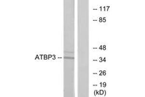 Western blot analysis of extracts from LOVO cells, using ATPBD3 Antibody. (ATPBD3 anticorps  (AA 291-340))