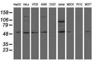 Image no. 2 for anti-5'-Nucleotidase Domain Containing 1 (NT5DC1) antibody (ABIN1499834) (NT5DC1 anticorps)