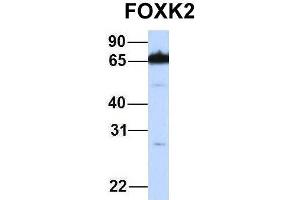 Host:  Rabbit  Target Name:  FOXK2  Sample Type:  721_B  Antibody Dilution:  1. (Forkhead Box K2 anticorps  (Middle Region))