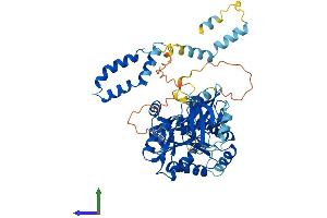 AlphaFold protein structure predicition of Mouse Recombinant Pals2 Protein, UniprotID Q9JLB0