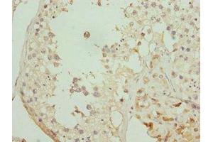 Immunohistochemistry of paraffin-embedded human testis tissue using ABIN7162351 at dilution of 1:100 (GPR68 anticorps  (AA 276-365))