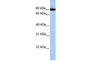 PCDH17 antibody used at 1 ug/ml to detect target protein. (PCDH17 anticorps  (C-Term))
