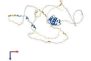 ELK1, Member of ETS Oncogene Family (ELK1) (AA 1-429) protein (His tag)